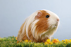 longhaired guinea pig