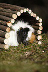 guinea pig