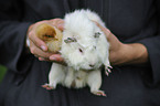 guinea pig