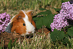 guinea pig