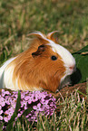 guinea pig