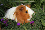 guinea pig