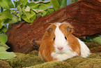 guinea pig