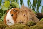 guinea pigs