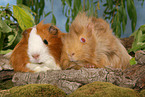 guinea pigs