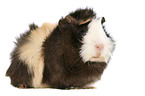 Abyssinian guinea pig