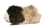 Abyssinian guinea pig