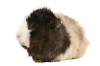 Abyssinian guinea pig