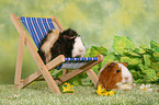 guinea pigs