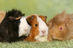 guinea pigs