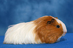 guinea pig