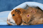 guinea pigs