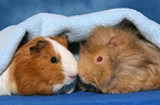 guinea pigs