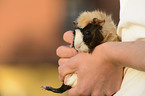 guinea pig