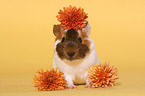 guinea pig