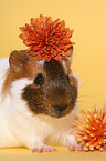 guinea pig