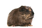 Crested guinea pig