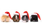 guinea pigs
