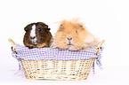 guinea pigs