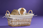 2 guinea pigs