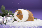 smooth-hairedm guinea pig