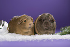 2 guinea pigs