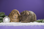 2 guinea pigs