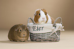 2 guinea pigs