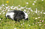 longhaired guinea pig on meadow