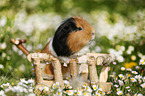 smooth-haired guinea pig