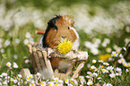smooth-haired guinea pig