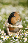 smooth-haired guinea pig