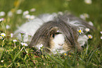 longhaired guinea pig