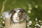 longhaired guinea pig