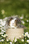 longhaired guinea pig