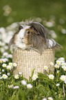 longhaired guinea pig