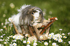 longhaired guinea pig