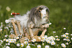 longhaired guinea pig