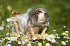 longhaired guinea pig