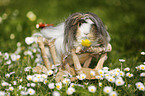 longhaired guinea pig