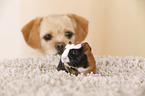 Abyssinian guinea pig