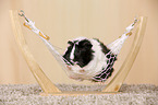 Abyssinian guinea pig