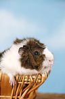 Abyssinian guinea pig