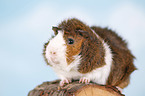 Abyssinian guinea pig