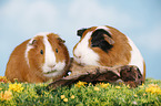 smooth-haired guinea pig