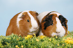 smooth-haired guinea pig