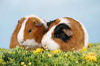 smooth-haired guinea pig