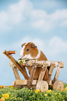 smooth-haired guinea pig