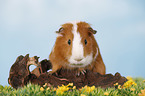 smooth-haired guinea pig