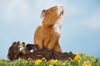 smooth-haired guinea pig